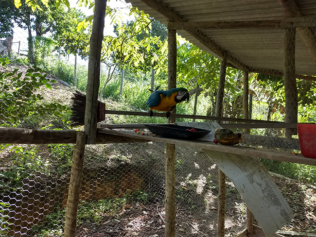 Espcie rara de arara  resgatada na zona rural em Itabela. (Foto: Divulgao)