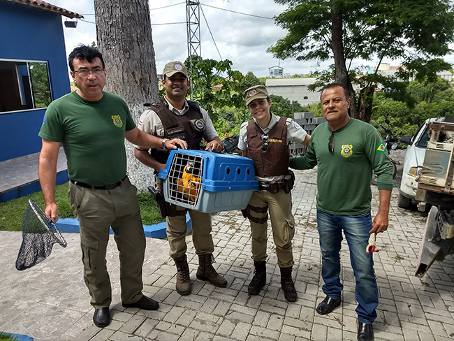 Arara foi entregue aos agentes do Centro de Triagem de Animais Silvestres do Ibama. (Foto: Divulgao)