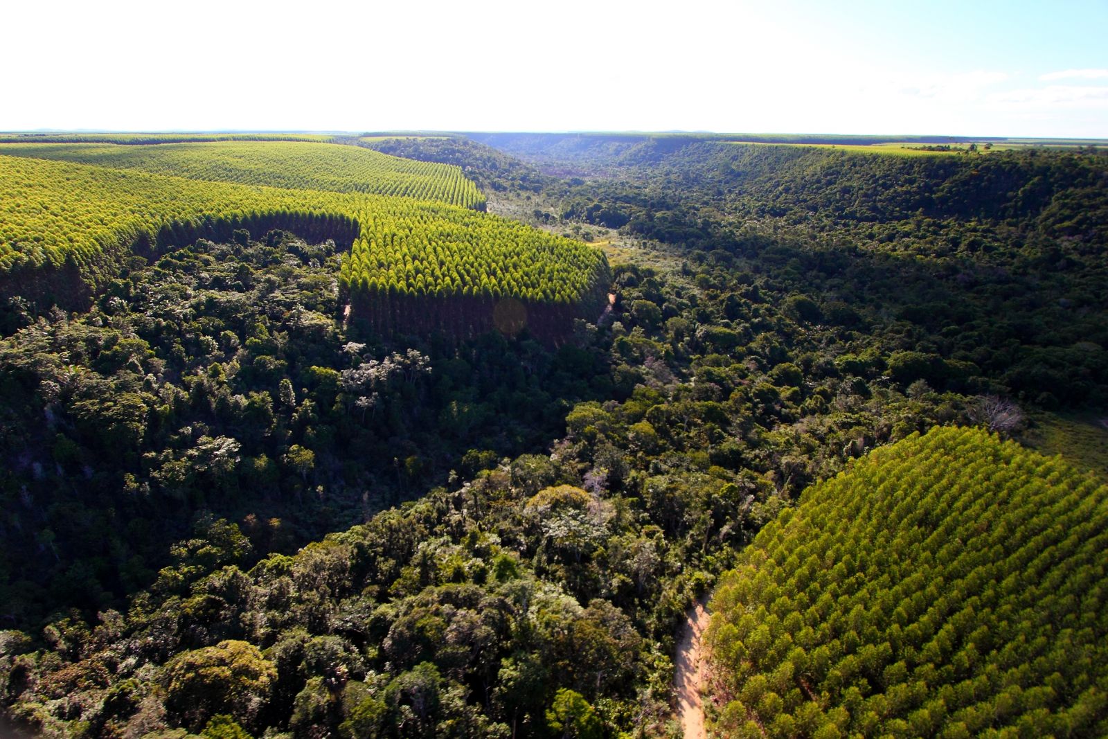 Empresa j reflorestou mais de seis mil hectares. (Foto: Divulgao/Veracel)