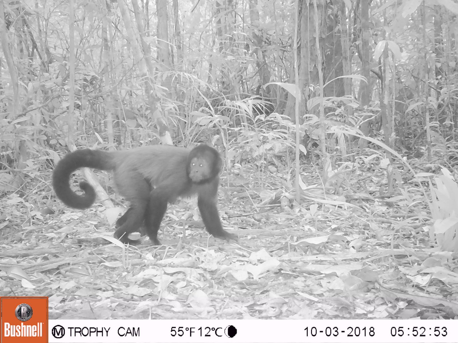 Macaco-prego-de-crista foi registrado no monitoramento. (Foto:CENAP/ICMBio) 
