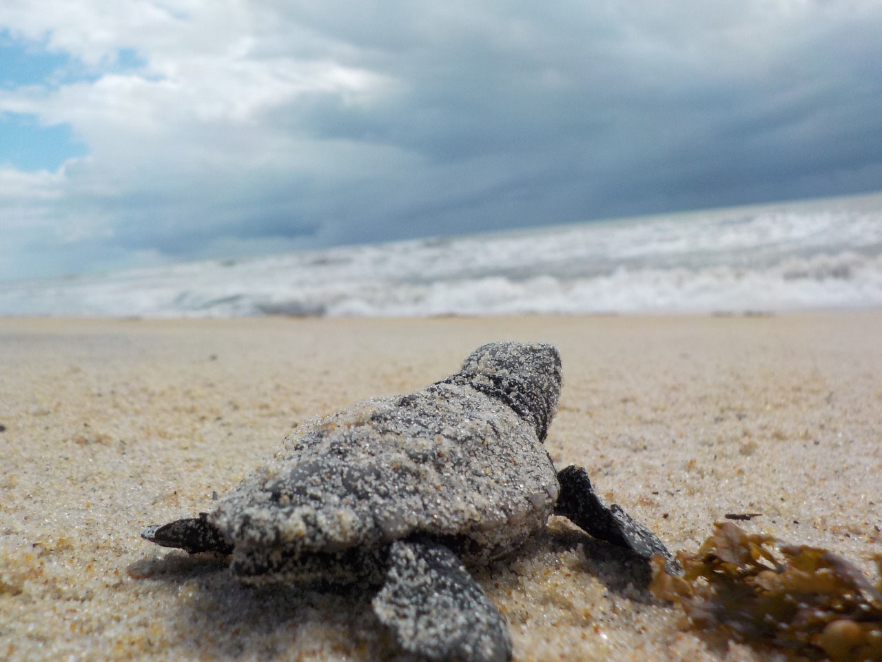 Sul da Bahia registra aumento no nmero de nascimento de tartarugas marinhas. (Foto: Divulgao)