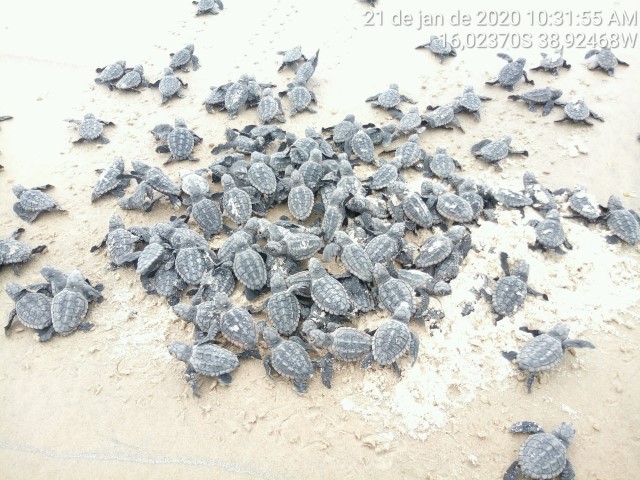 Aproximadamente 16.500 filhotes de tartarugas marinhas chegaram ao mar na temporada 2018-2019. (Foto: Divulgao/Veracel)
