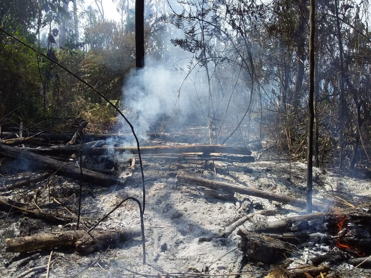 Segundo os indgenas, uma rea de 30 tarefas j foi devastada pelo fogo.(Foto: Divulgao)