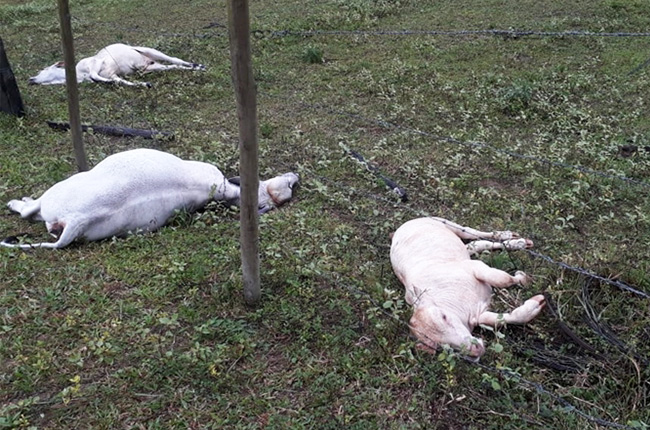Dezesseis animais morrem eletrocutados por raio em fazenda de Itabela. (Foto: Divulgação)