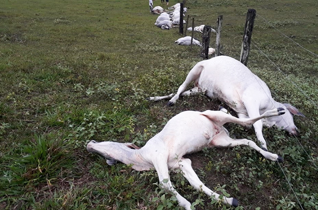 Dezesseis animais morrem eletrocutados por raio em fazenda de Itabela 8