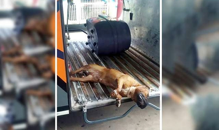 Cachorro morre durante viagem em bagageiro de nibus e causa revolta