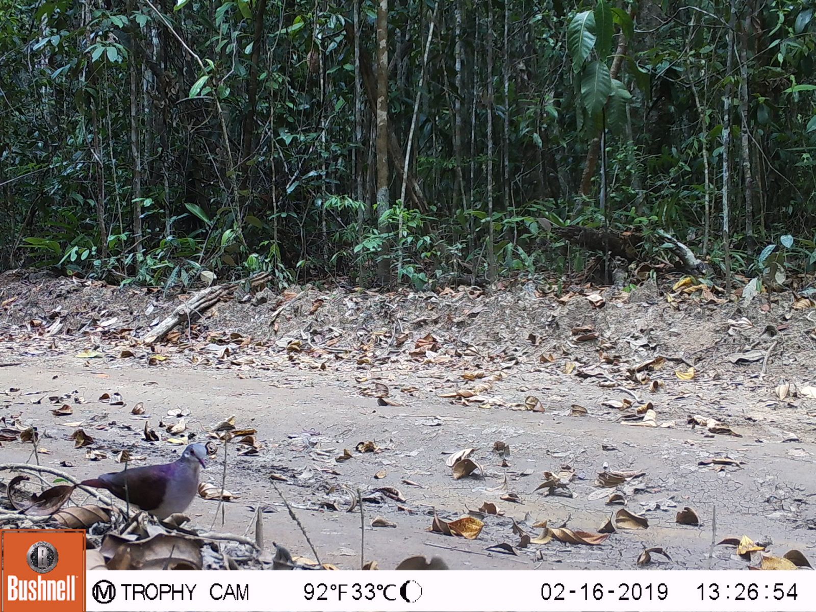 Cmeras de monitoramento registram animais silvestres com mnima interferncia na rotina deles. (Foto: Divulgao)