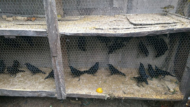 Aves estavam sendo mantidos em situao de mais tratos. (Foto: Divulgao/CIPPA)