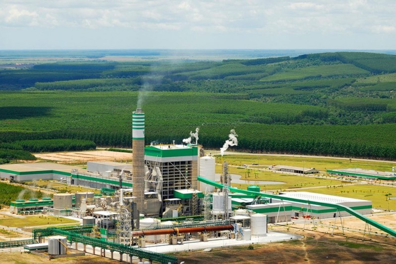 Foto: Divulgação - Veracel abre oportunidade para Analista de Processos Florestais Sênior
