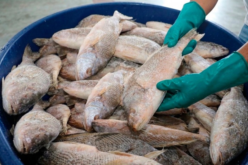 Foto: Divulgação - Prefeitura de Itabela realiza entrega de 7 mil quilos de peixe da Semana Santa nesta quinta (2)