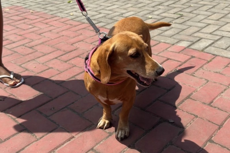 Foto: Divulgação - Prefeitura de Eunápolis supera marca de 14,2 mil animais vacinados contra a raiva