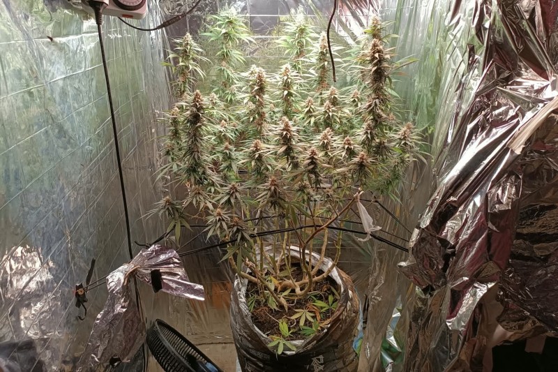 Foto: Divulgação - Estufa equipada para cultivo de drogas é localizada dentro de um imóvel em Trancoso