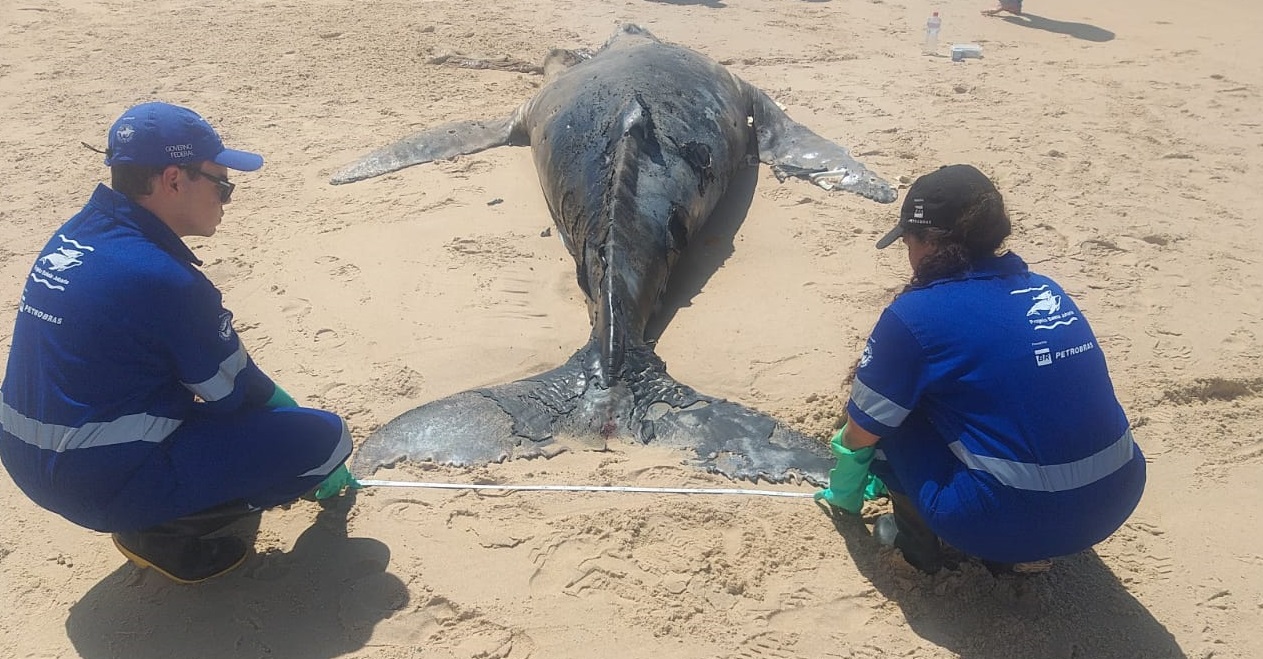 Equipe do Projeto Baleia Jubarte fazendo monitoramento de encalhe em praia de Baixio, no litoral norte da Bahia