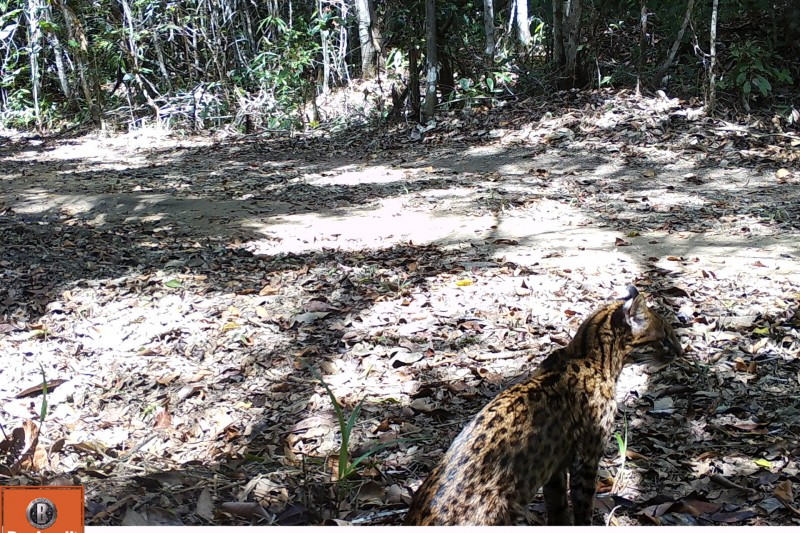 Foto: Gato-do-mato-pequeno capturado do monitoramento est no livro vermelho da fauna brasileira ameaada de extino. (Foto:CENAP/ICMBio)