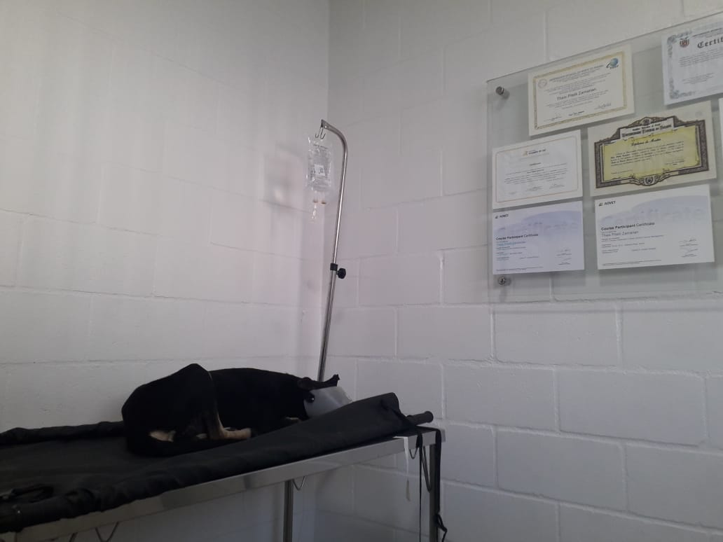 Co chegou a ser levado para uma clnica veterinria em Eunpolis. (Foto: Divulgao)