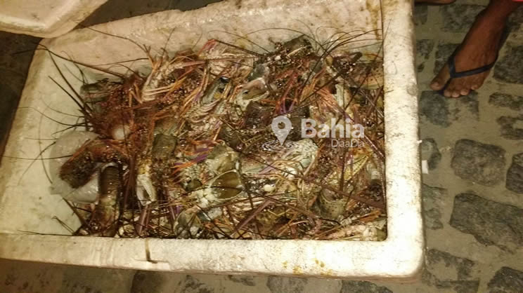 CIPPA apreende 30kg de cabeas de lagostas em Porto Seguro