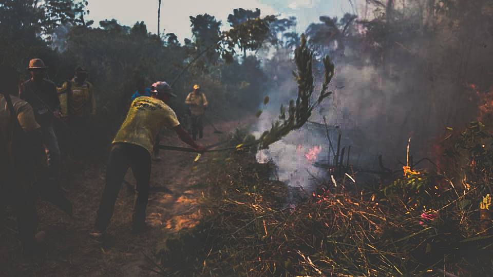 A destruio foi intensa. Muitos animais tambm morreram com o desastre ambiental. (Foto: Divulgao)