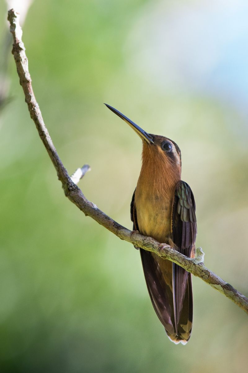 Beija flor balana rabo canela uma das aves em extino. (Foto: Jailson Souza )