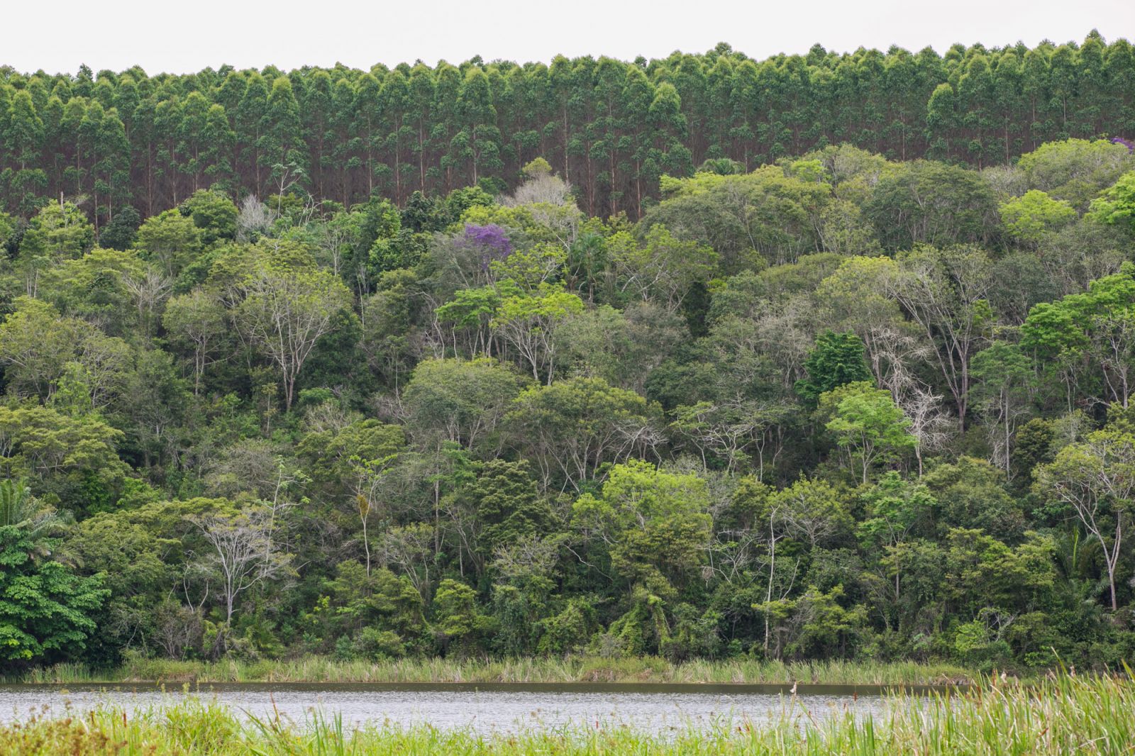 Veracel ir apresentar que o Eucalipto como uma oportunidade de diversificao de cultura e como um negcio de alta rentabilidade para os produtores. (Foto: Divulgao)