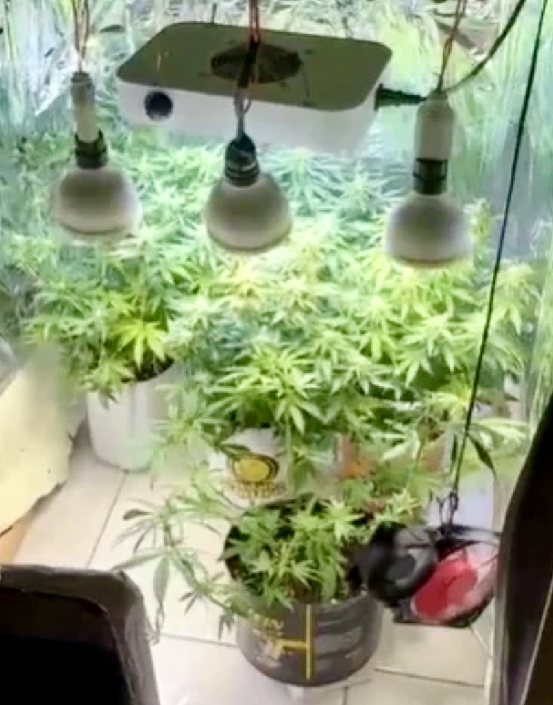 Estufa clandestina de maconha � encontrada durante opera��o policial na Bahia