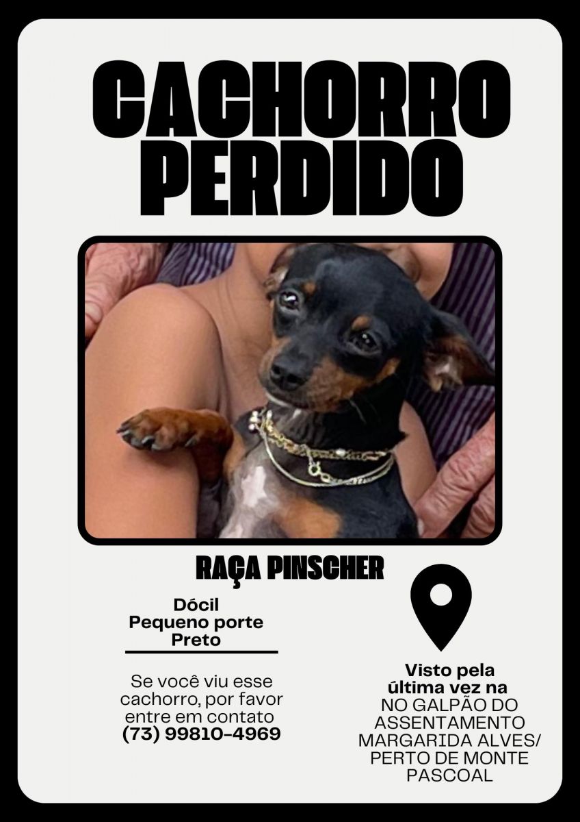 Famlia procura cachorro pinscher desaparecido em Itabela