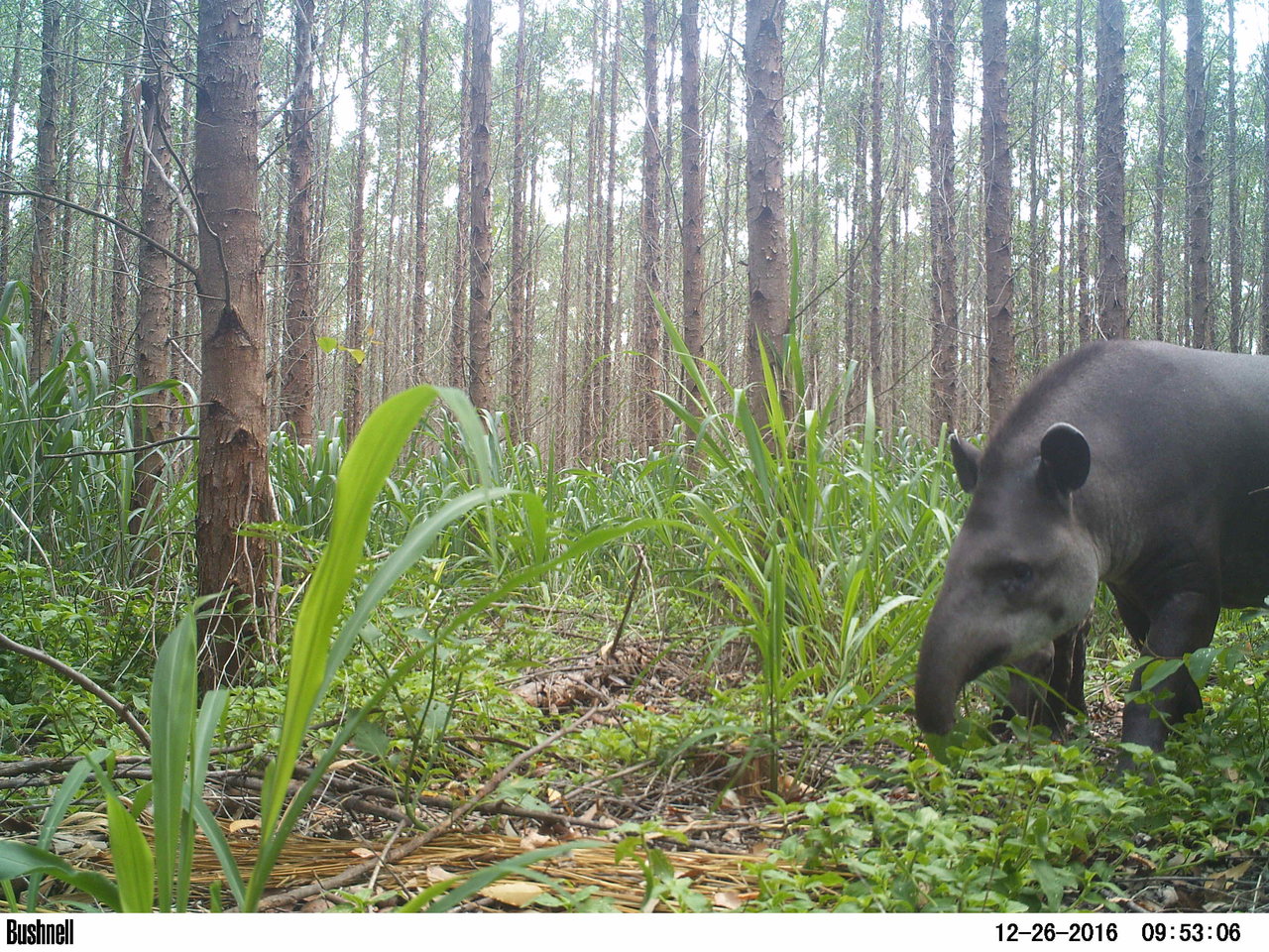 Anta - Tapirus terrestris - (Foto: Daniel Henrique Homem/Suzano)