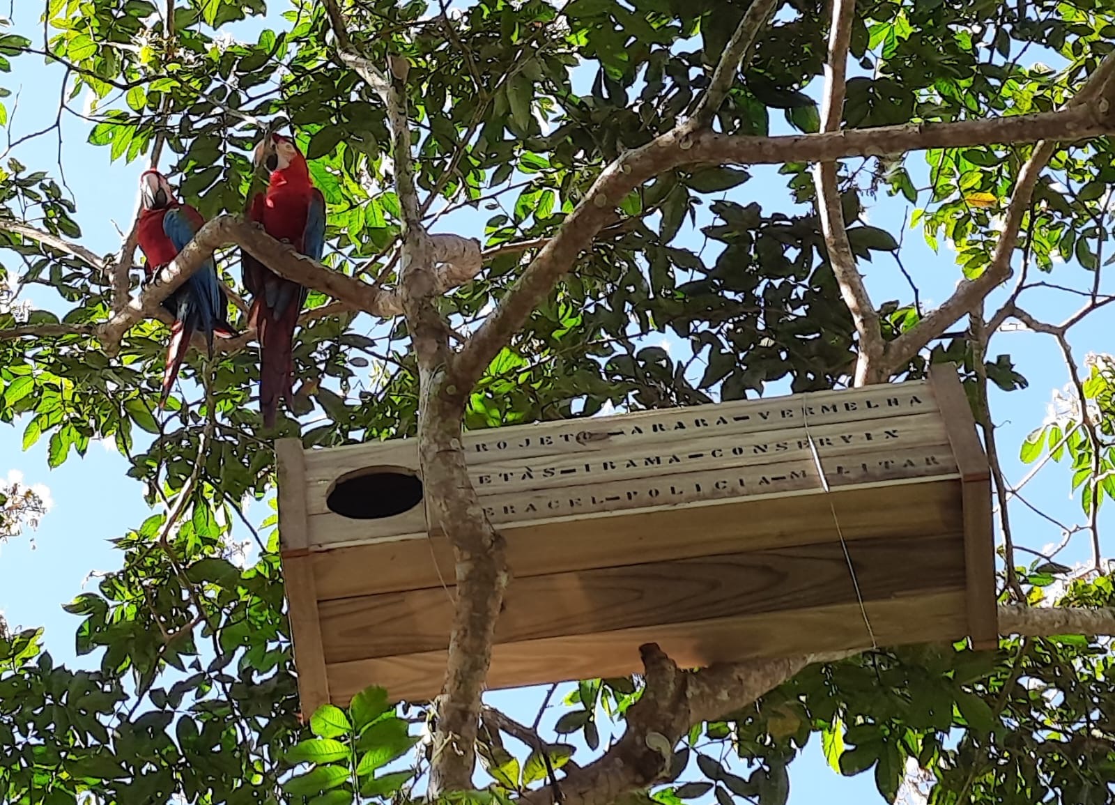IBAMA realiza a soltura de aves extintas na Mata Atlntica em Porto Seguro - (Foto: Divulgao)