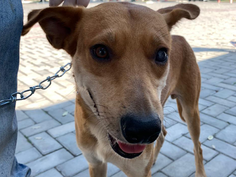 Prefeita Cordlia sanciona lei que cria clnica veterinria municipal em Eunpolis. (Foto: Divulgao)