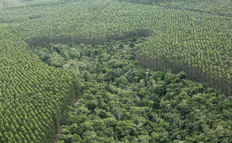 Plantao de eucaliptos em regio de mata atlntica no municpio de Porto Seguro. (Foto: Folha de So Paulo)