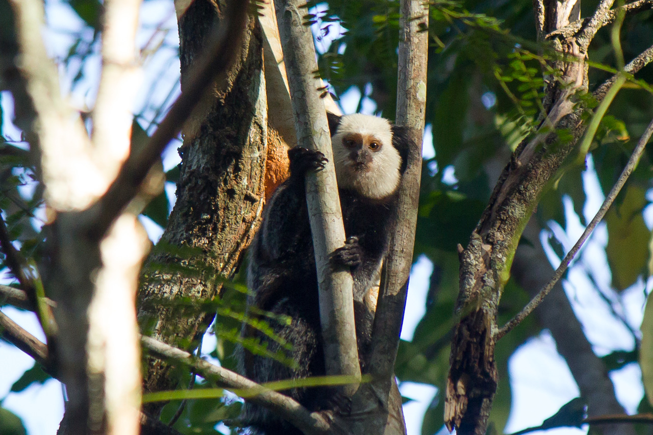 Sagui-da-cara-branca - Callithrix geoffroyi - (Foto: Fernando Igor de Godoi/Veracel)