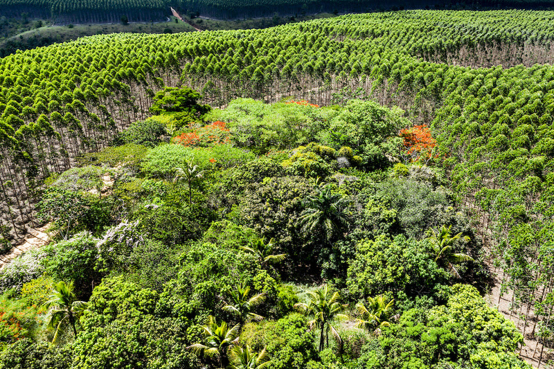 Veracel faz restaurao florestal de 400 hectares por ano. (Foto: Divulgao)