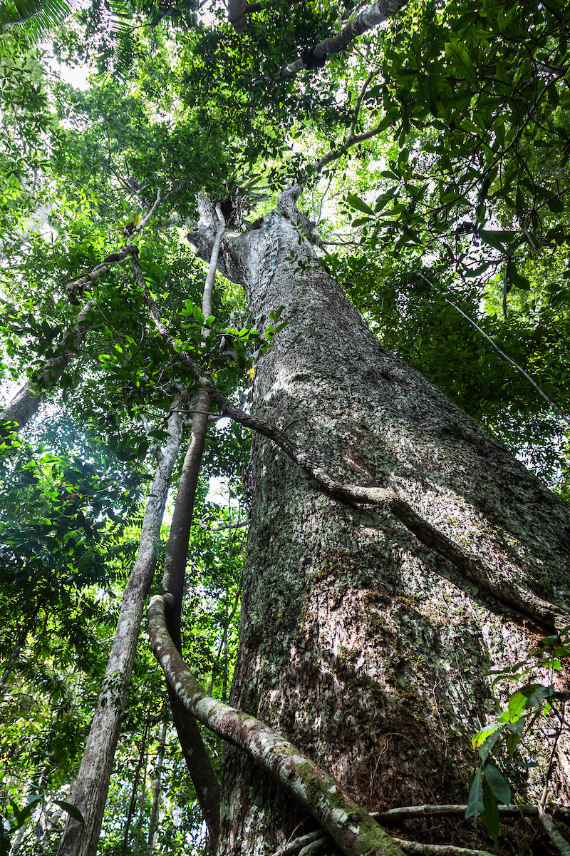 A Estao Veracel  uma floresta natural no bioma Mata Atlntica que foi reconhecida pelo ICMbio como RPPN. (Foto: Divulgao)
